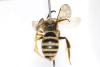 Halictus scabiosae